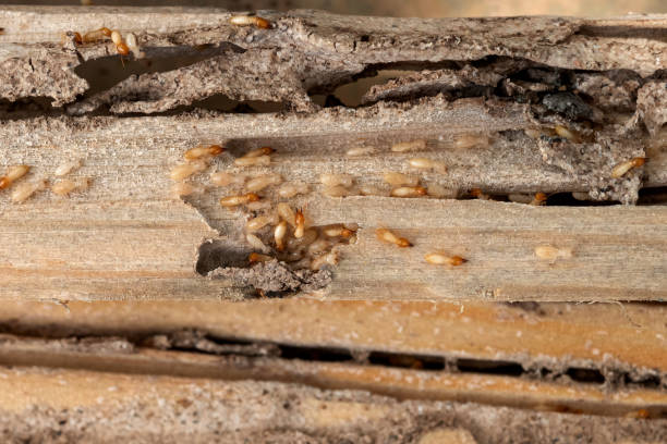 Best Best Pest Control Companies  in Merced, CA